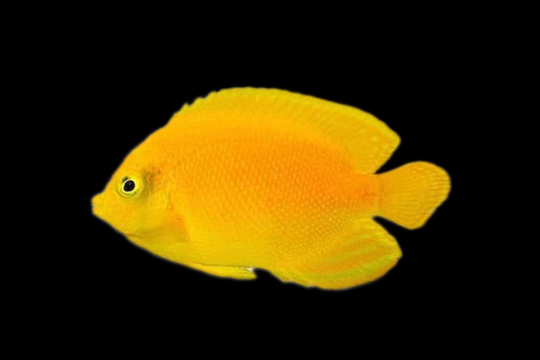 Yellow Angelfish