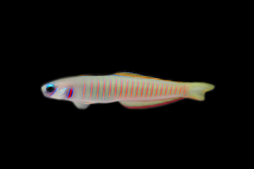 Zebra Barred Dartfish