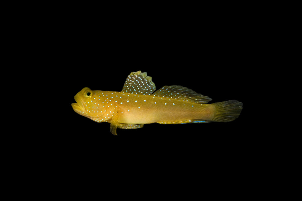 Yellow Watchman Goby